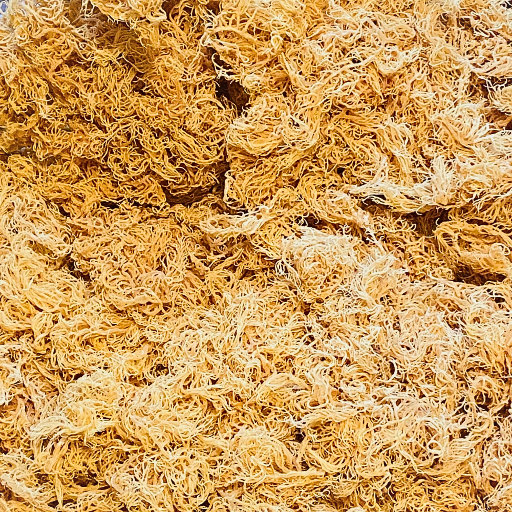 Gold Sea Moss