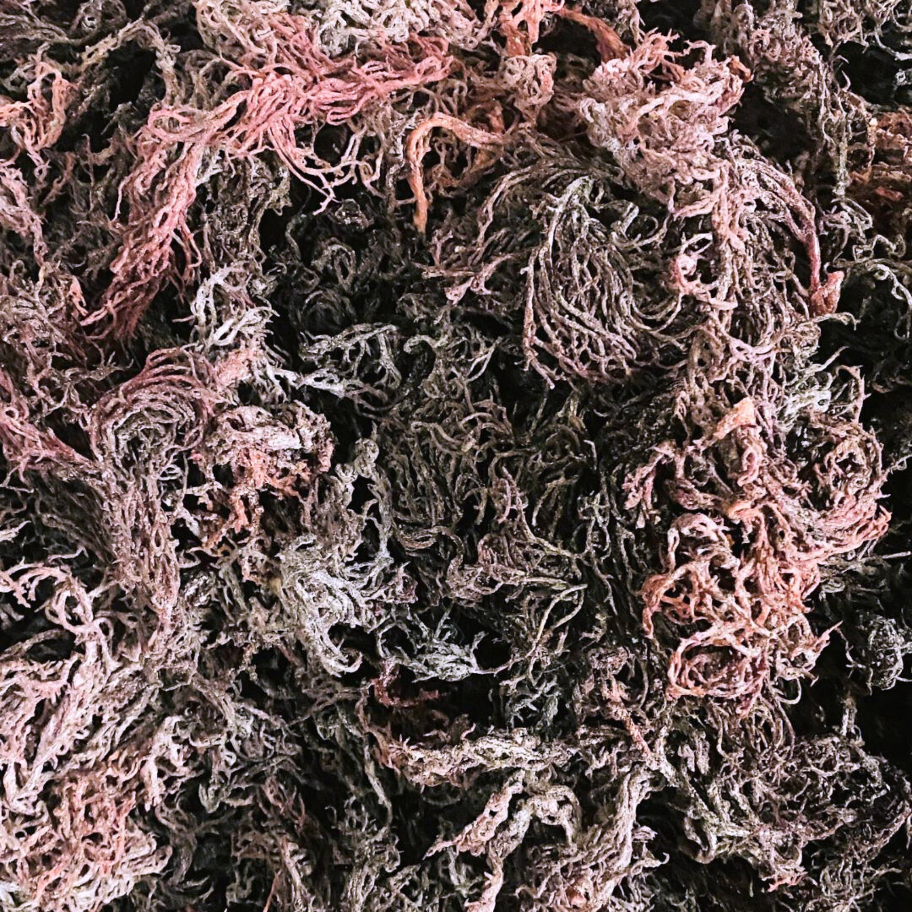 Purple Sea Moss
