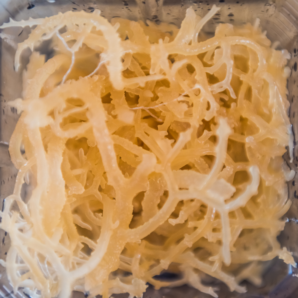 Unlocking Sea Moss: 8 Proven Health Benefits Backed by Science
