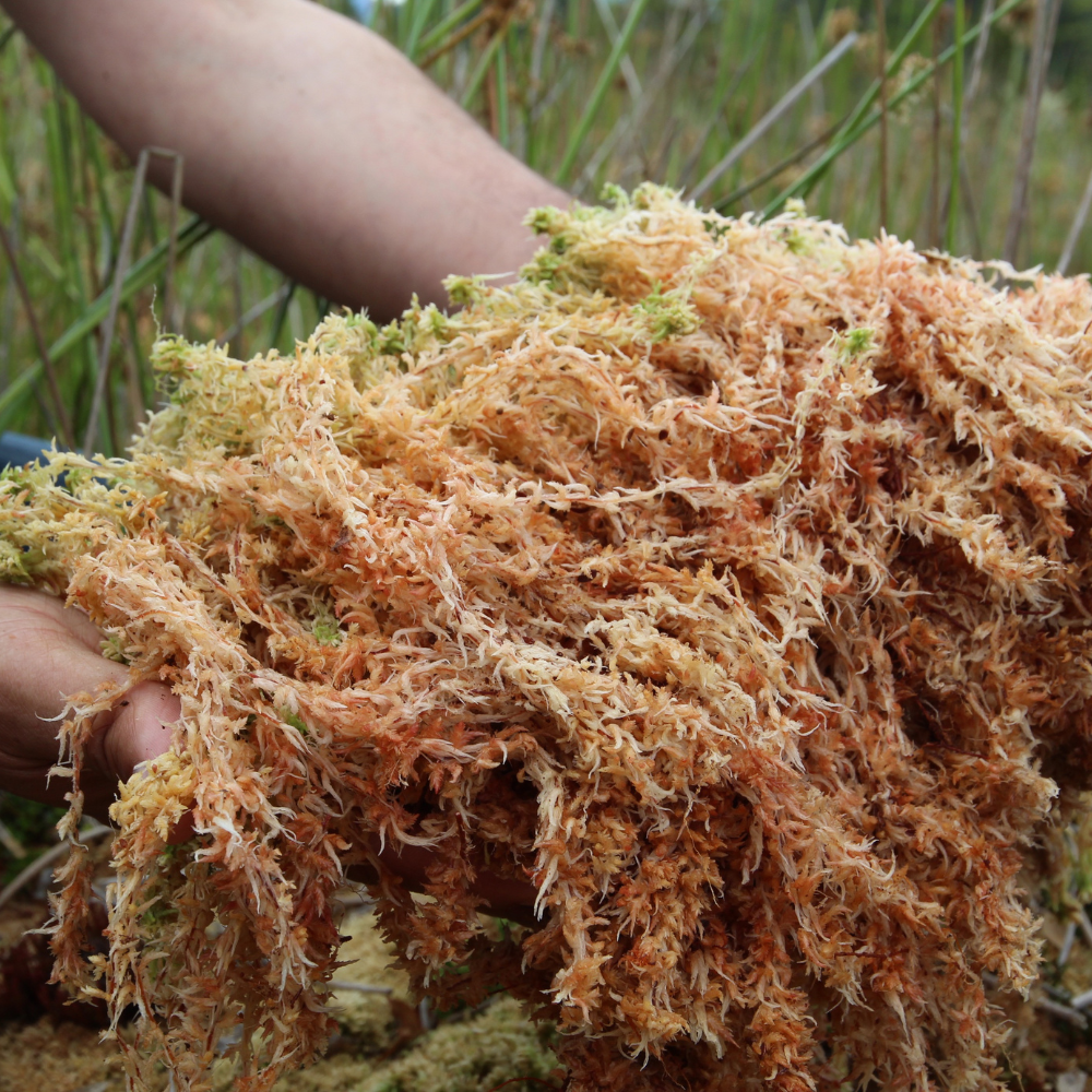 What Makes Sea Moss High Quality? A Complete Buyer’s Guide