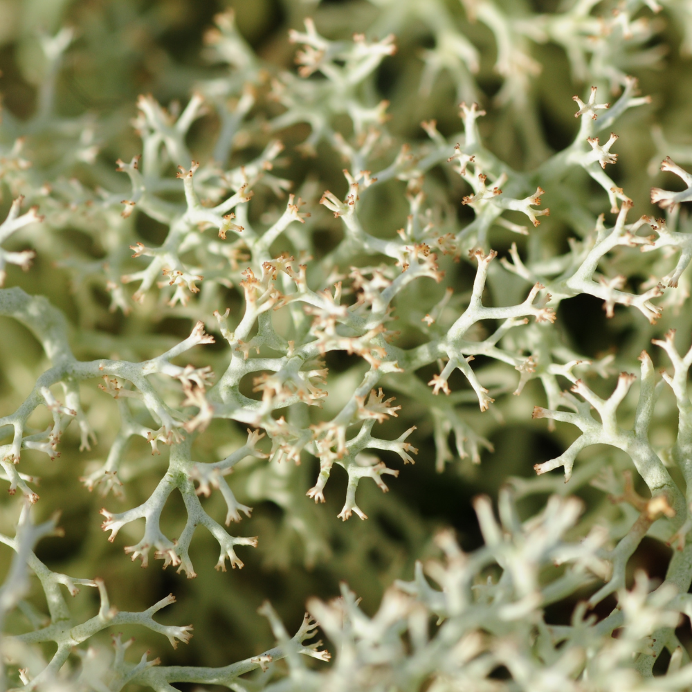 Why Sea Moss Deserves a Spot in Your Daily Wellness Routine