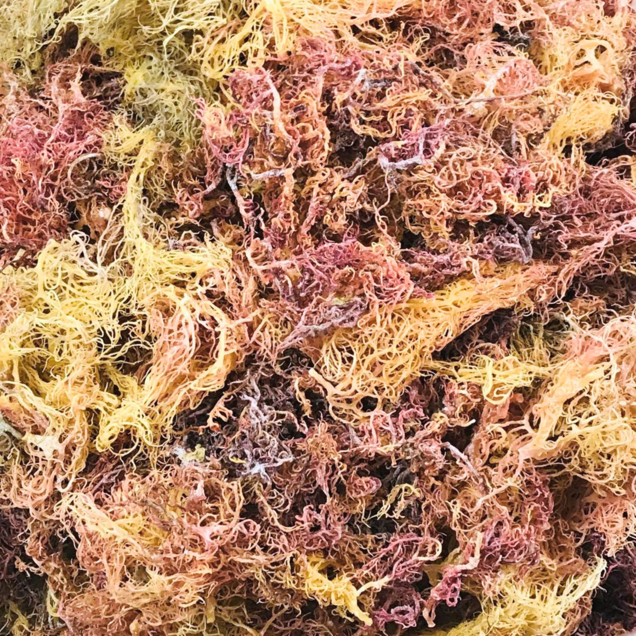 Full Spectrum Sea Moss Wholesale