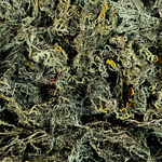 Green Sea Moss Wholesale