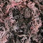 Purple Sea Moss